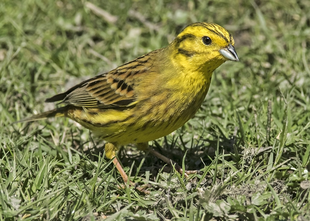 Yellowhammer by Wayne Davies BirdGuides
