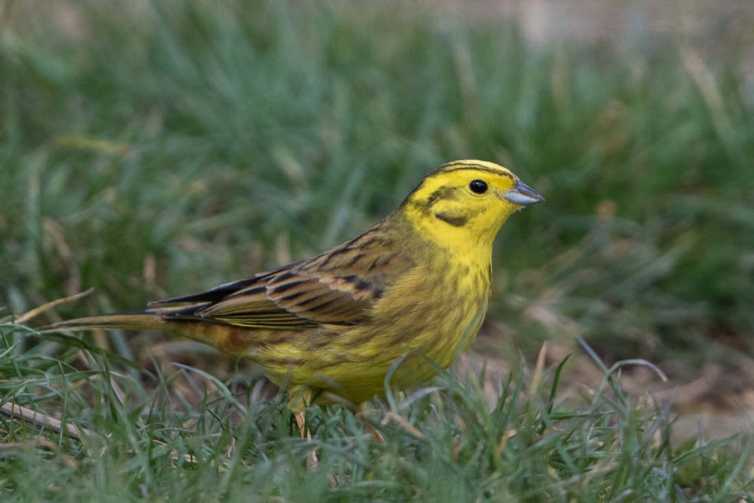 Yellowhammer by Jim Mountain BirdGuides