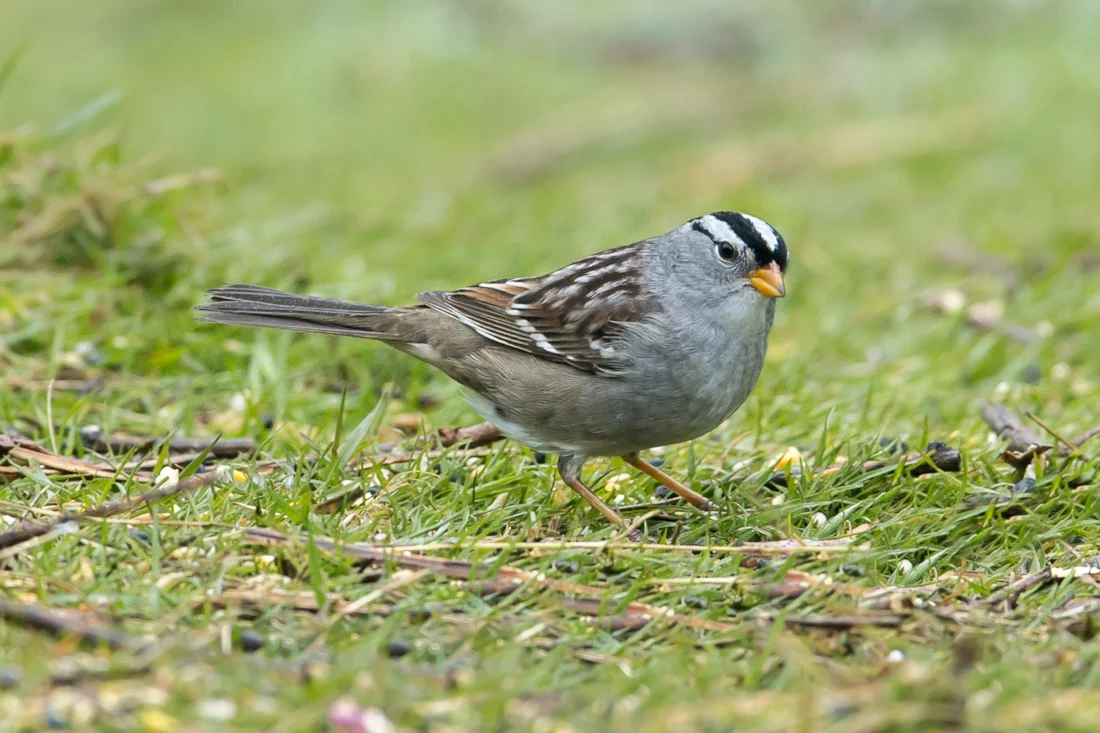 White crowned Sparrow By Ian Bollen BirdGuides white-crowned-sparrow-by-ian-bollen-birdguides