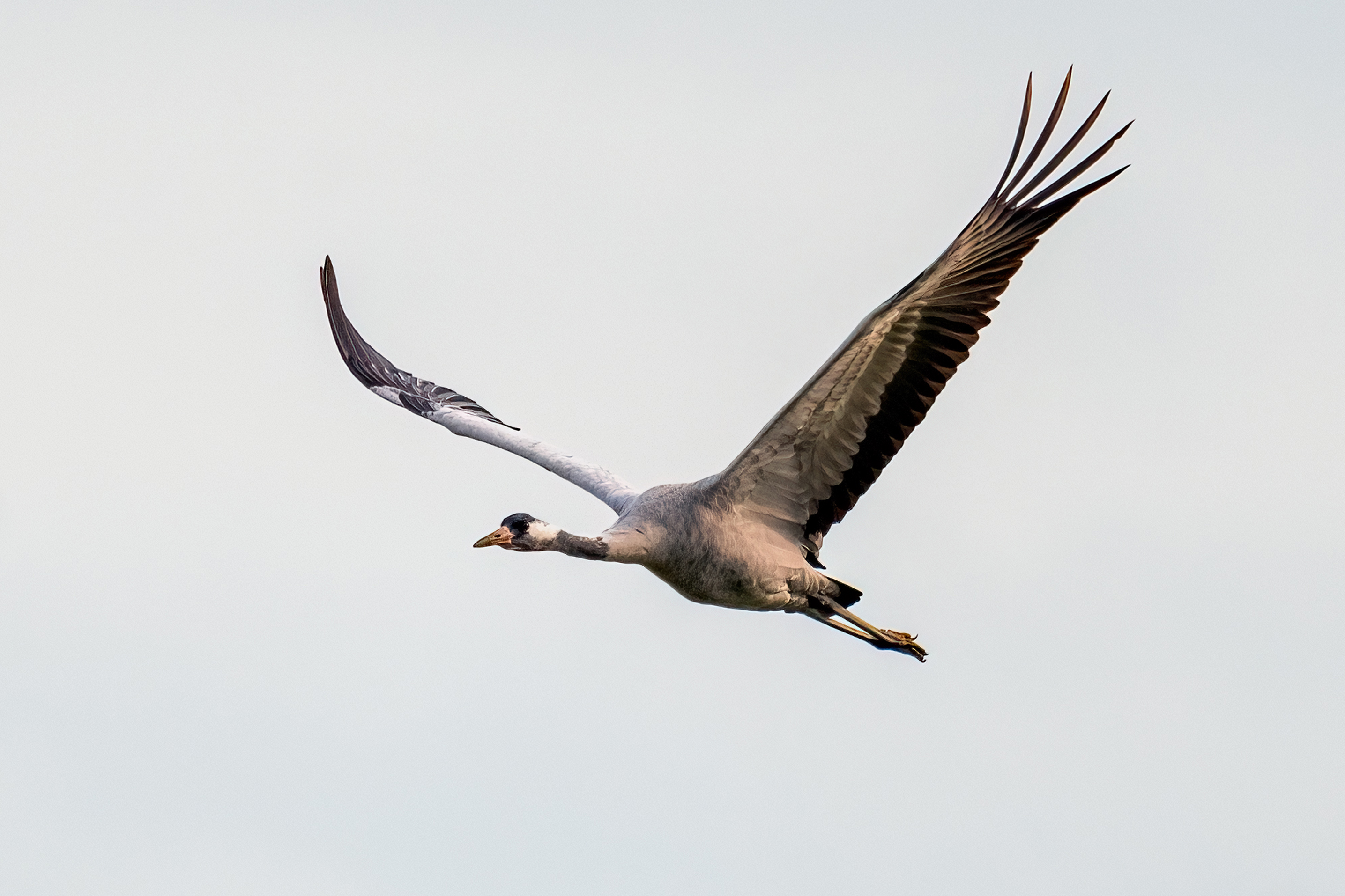 First Spanish crane census completed BirdGuides