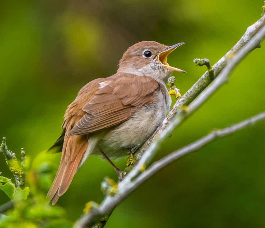 Common Nightingale by Peter Garrity - BirdGuides