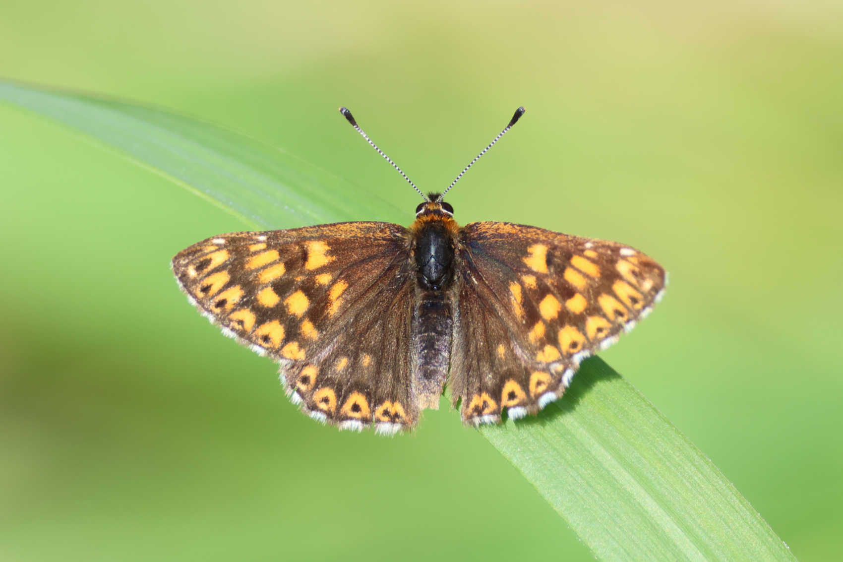 Rare butterfly flourishes in Kent following conservation work