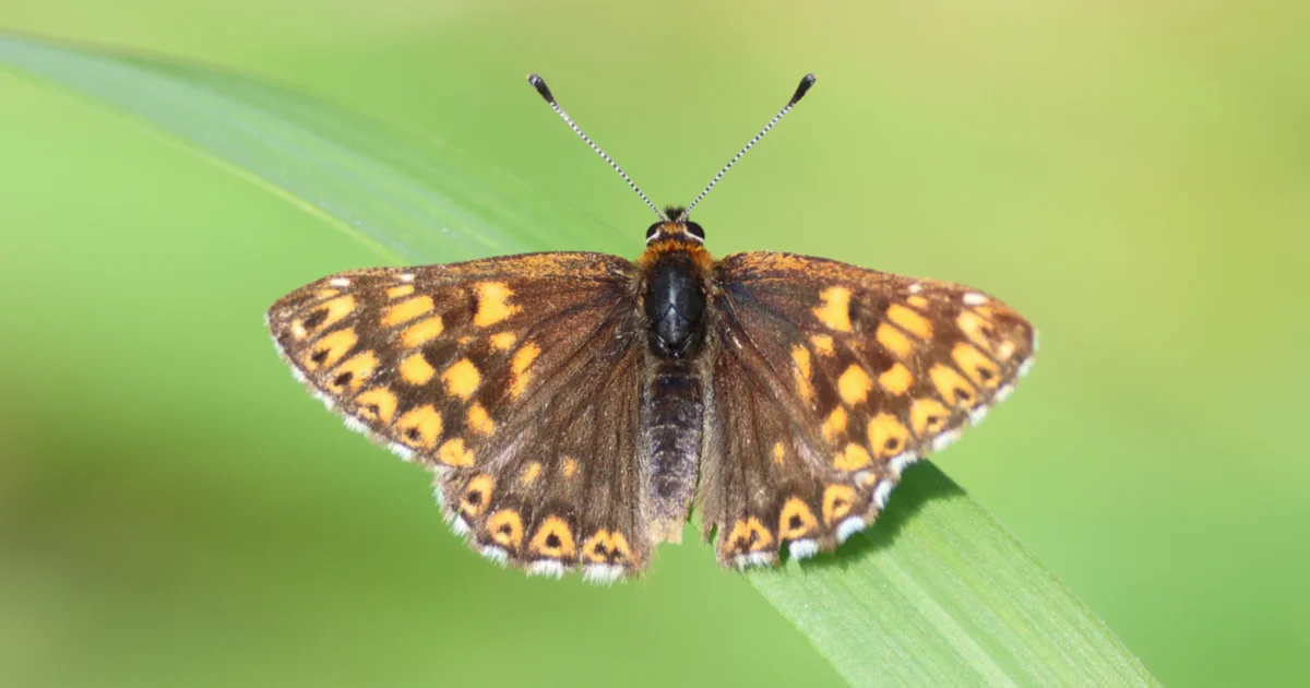 Rare butterfly flourishes in Kent following conservation work