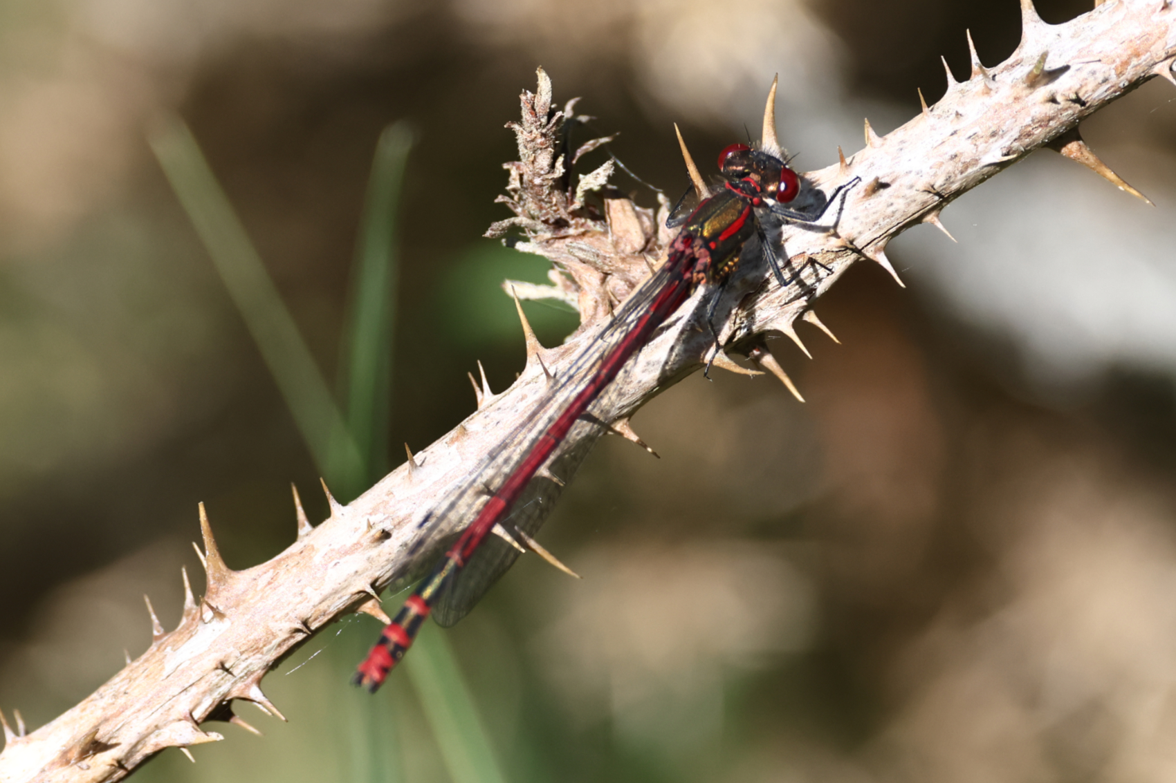 Large Red Damselfly by Chris Teague - BirdGuides