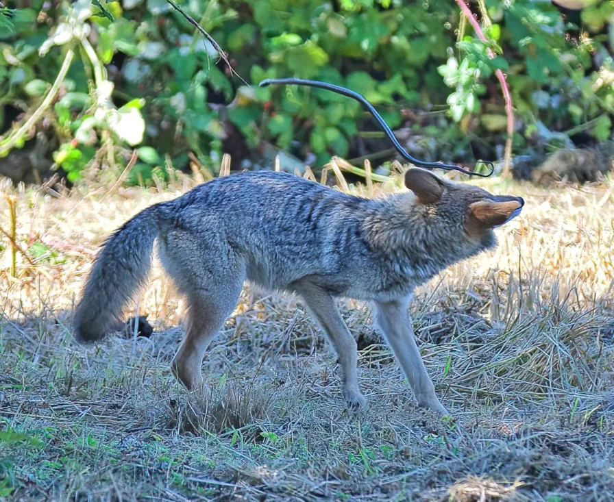 Coyote by Brian Avent - BirdGuides