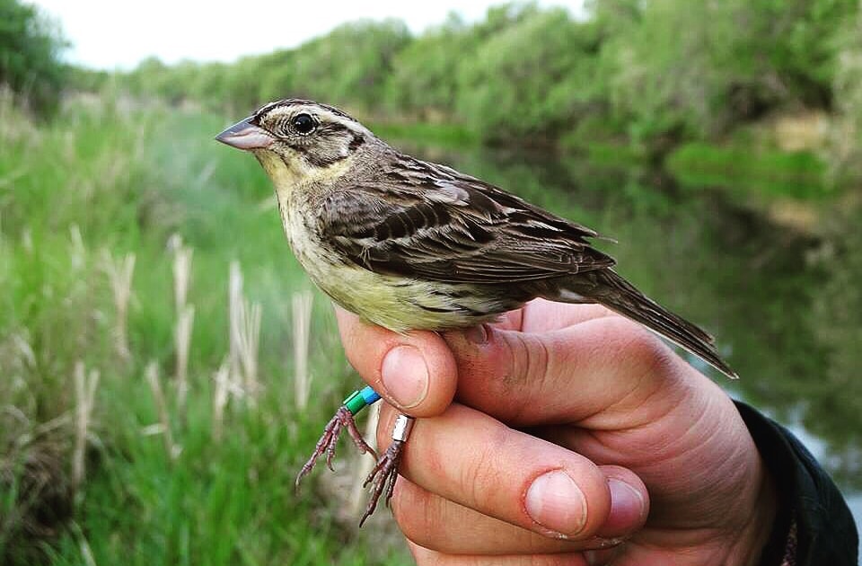 Crowdfunding appeal to help Yellow-breasted Bunting