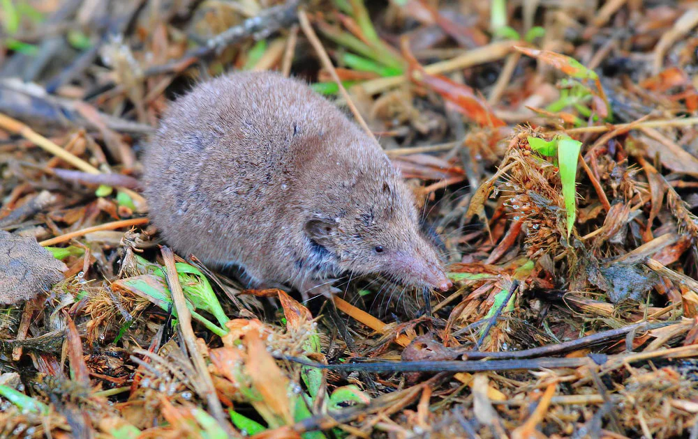 Shrew photographed in Sunderland is new to Britain - BirdGuides