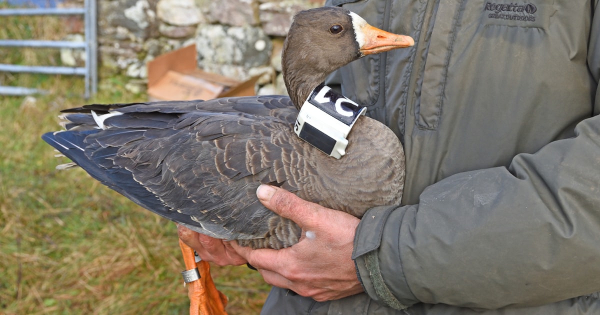 Goose 'fitness tracker' reveals migration struggles - BirdGuides
