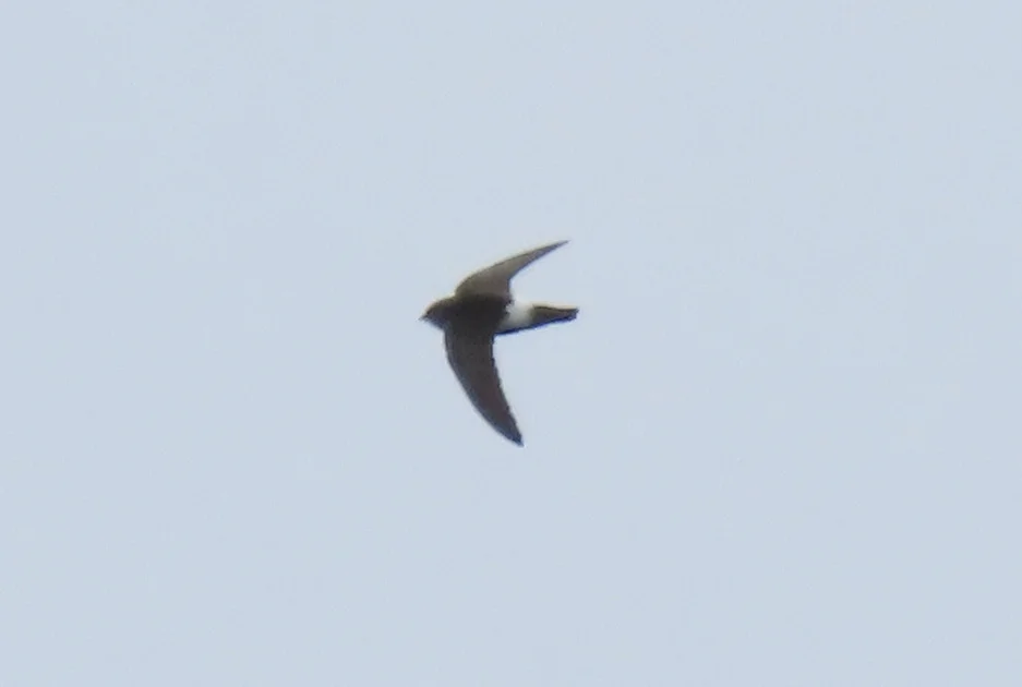Rarity finders: Little Swift in Lincolnshire - BirdGuides 