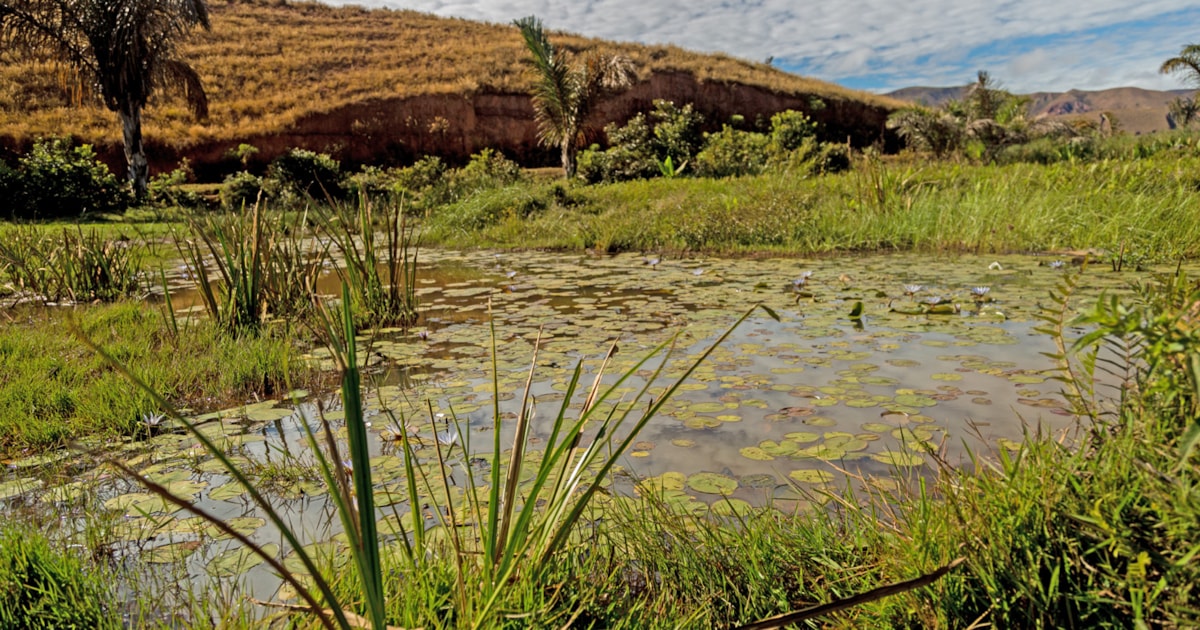 Madagascar’s wetlands on the brink of destruction BirdGuides