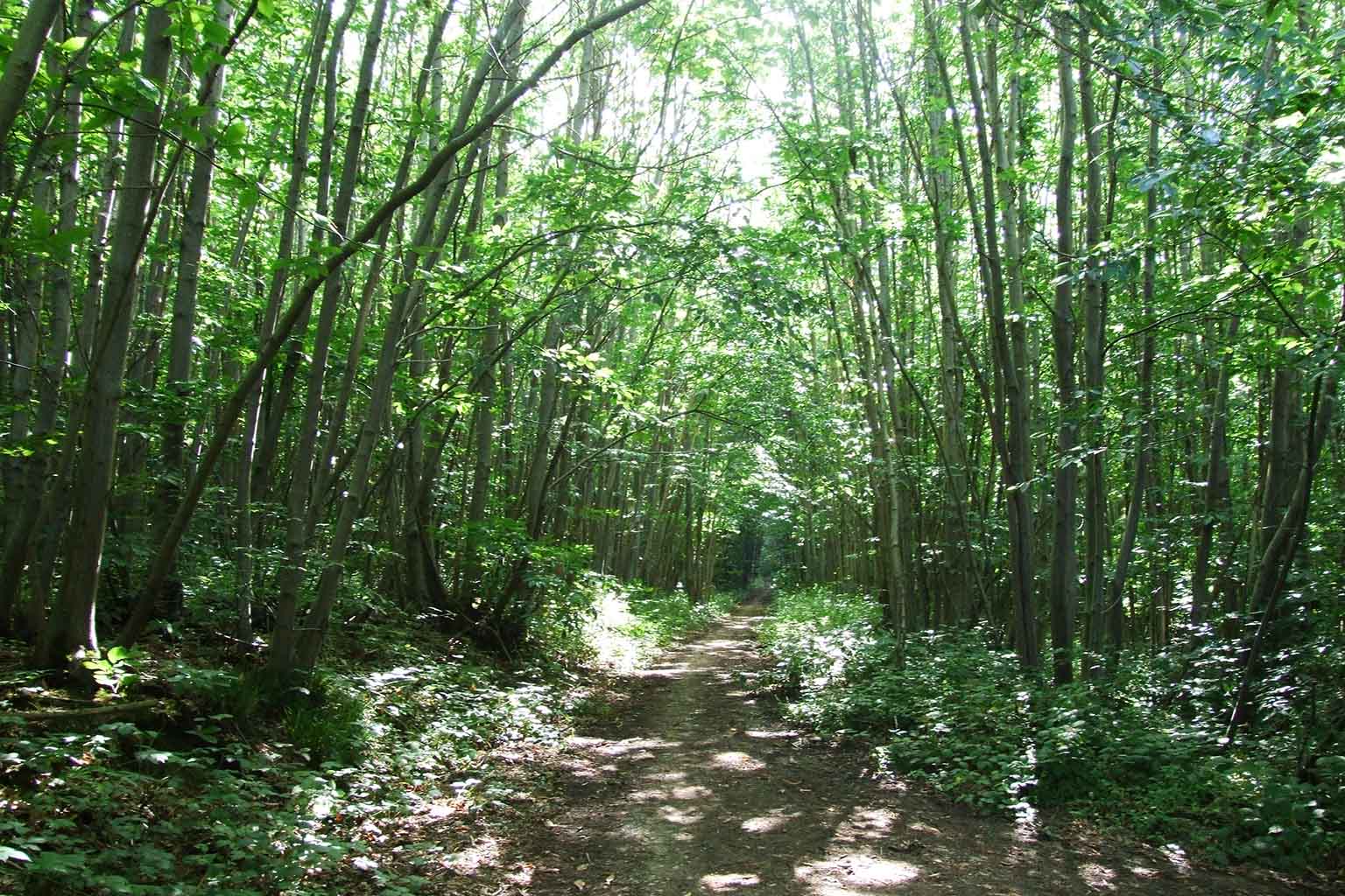 Reform UK councillors vote to destroy ancient woodland for Kent quarry expansion