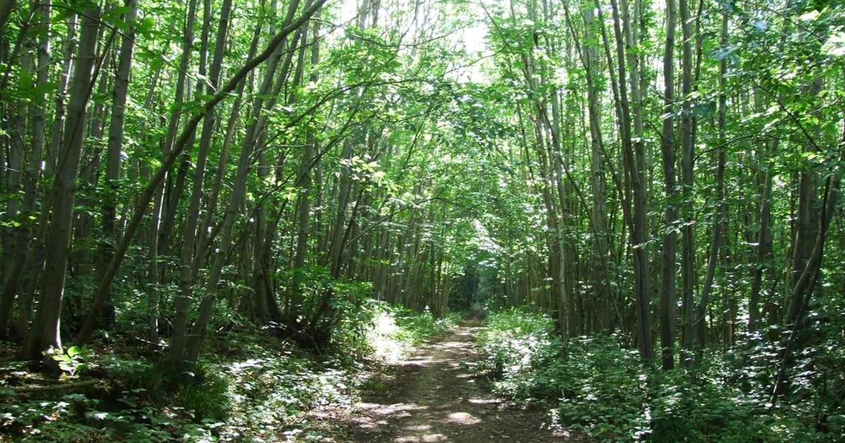 Reform UK councillors vote to destroy ancient woodland for Kent quarry expansion