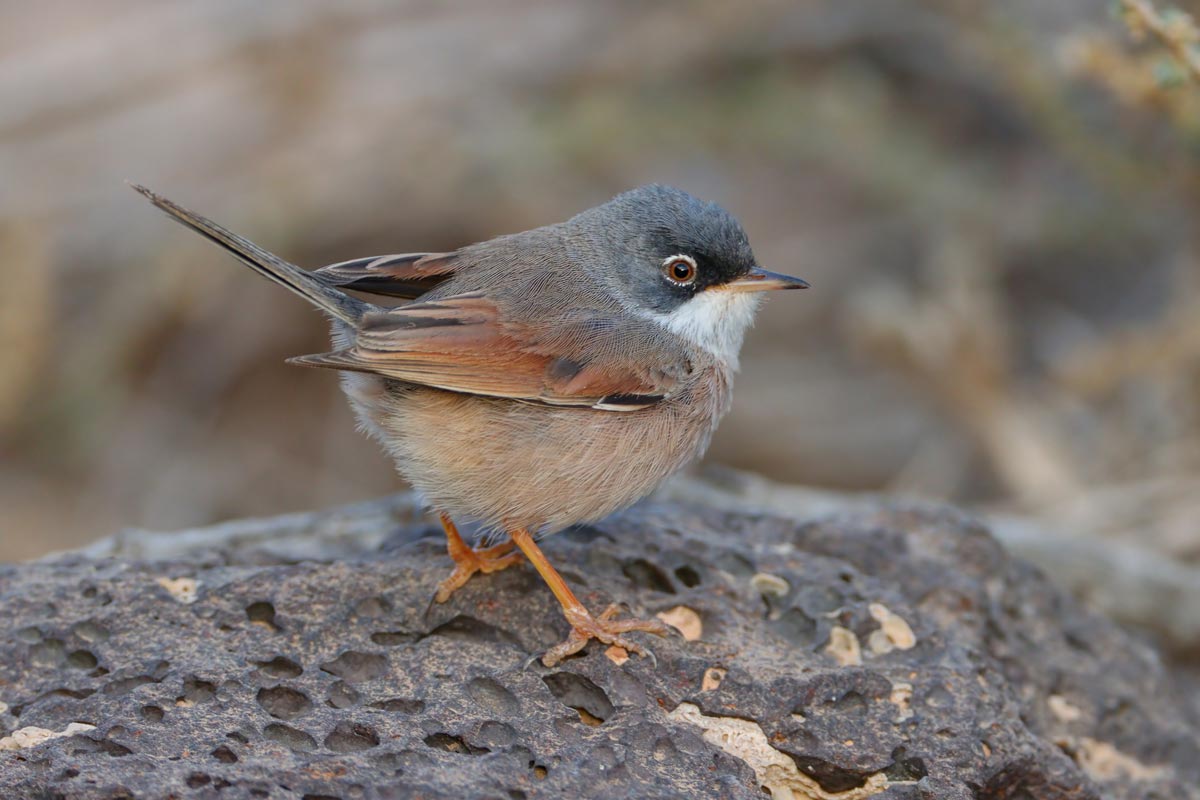 Spectacled Warbler hybridises with Common Whitethroat in Switzerland