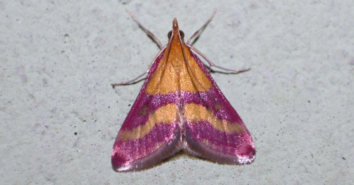 Gardening trade sparks surge in new moths to UK BirdGuides