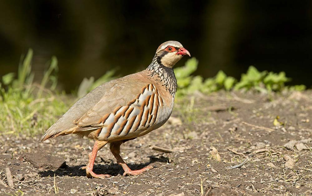 British gamebird releases to be licensed in 2021 BirdGuides