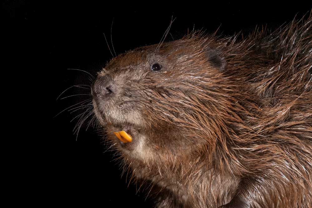 Scottish Government announces legal protection for beavers BirdGuides