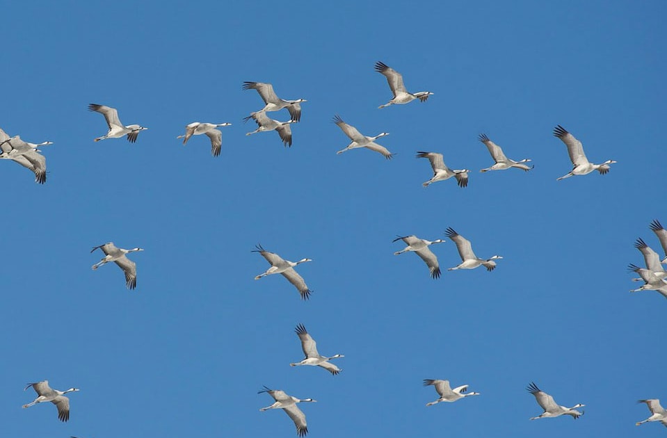 French crane count breaks records  BirdGuides