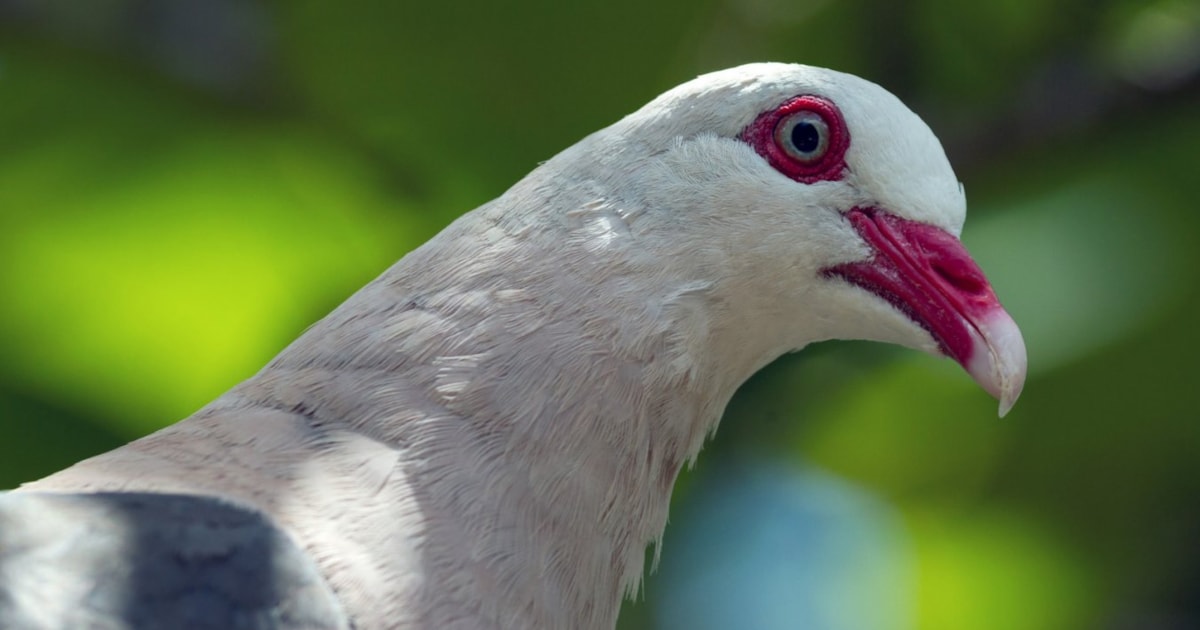 Threatened endemic birds successfully reintroduced across