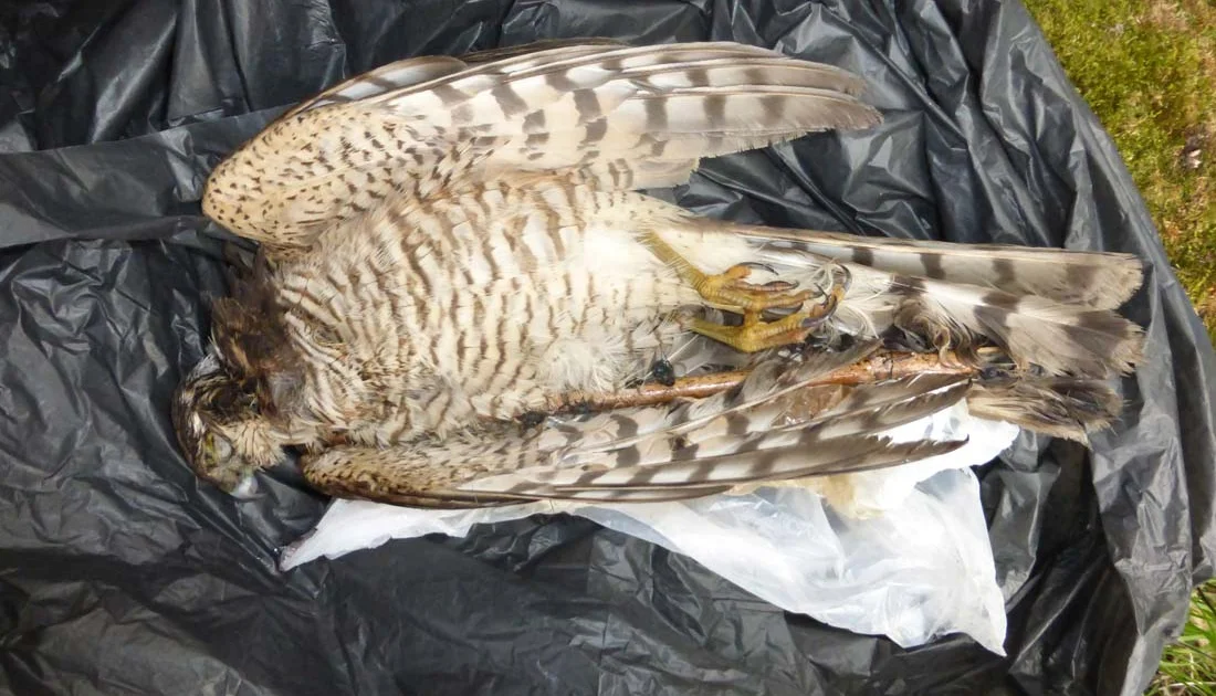 Crimestoppers asks for anonymous information in drive to protect  Yorkshire's precious birds of prey