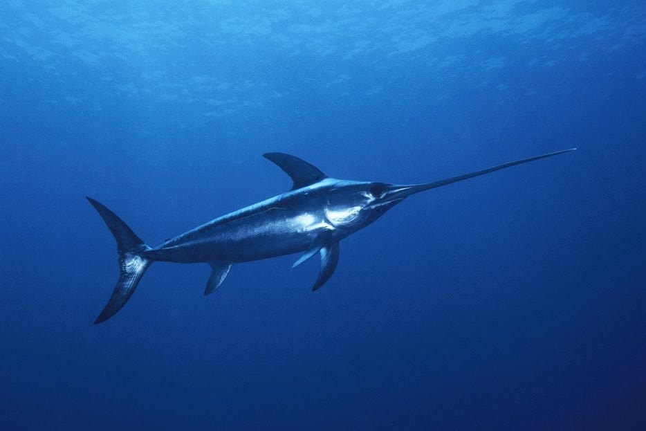 Secondever Swordfish confirmed from Scottish waters BirdGuides