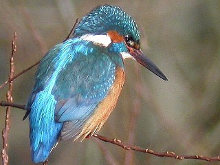 The Kingfisher - BirdGuides