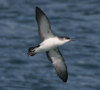 Focus On: Identifying Yelkouan Shearwaters - BirdGuides