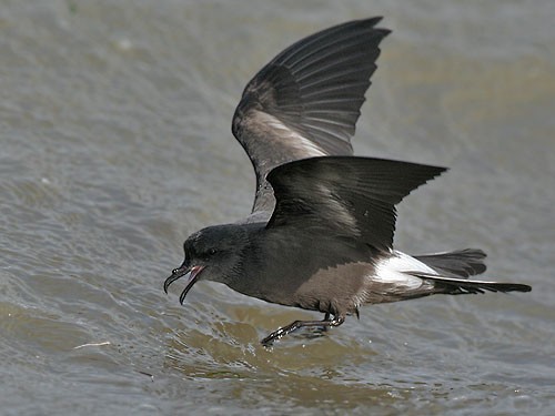 Tristram\'s Storm Petrel