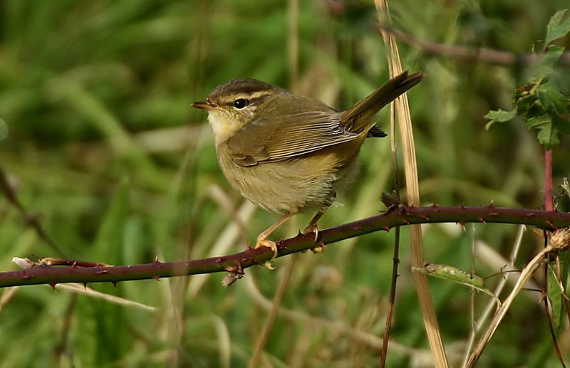 Dusky Warbler