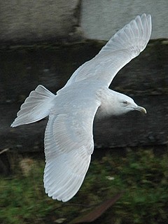 Review of the Week: 22nd December 2005-4th January 2006 - BirdGuides