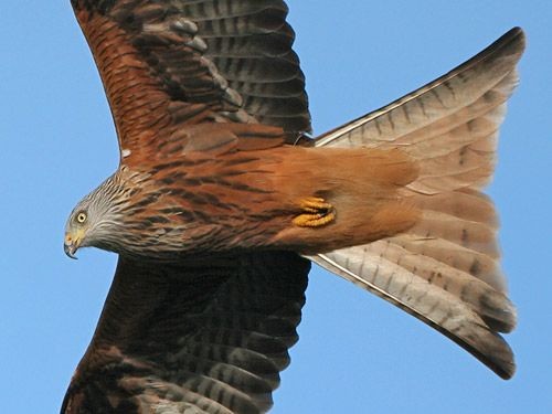 Back from the Brink. No 9 - BirdGuides