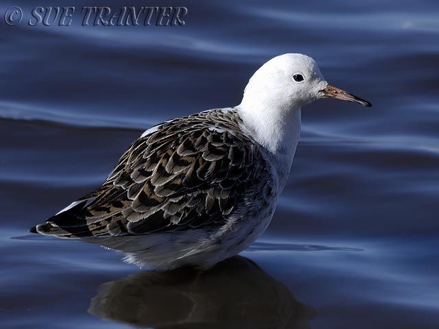 Focus On: Ruff – the great pretender - BirdGuides