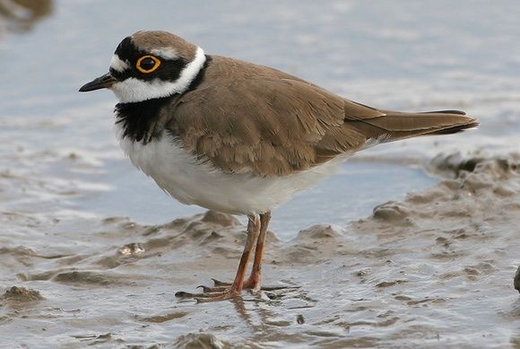 Bird - Little ringed plover Charadrius dubius in the wild 34622770 Stock  Photo at Vecteezy