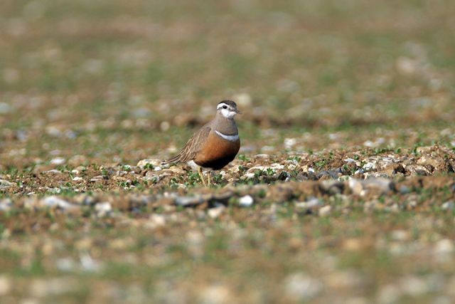 What to look for in April - BirdGuides