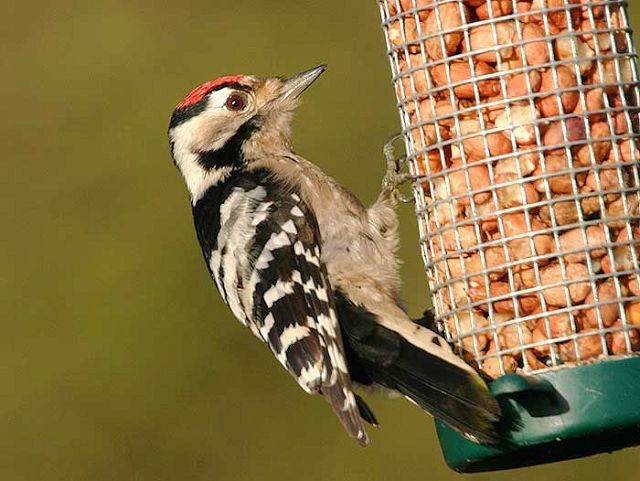 How to see Lesser Spotted Woodpeckers - BirdGuides