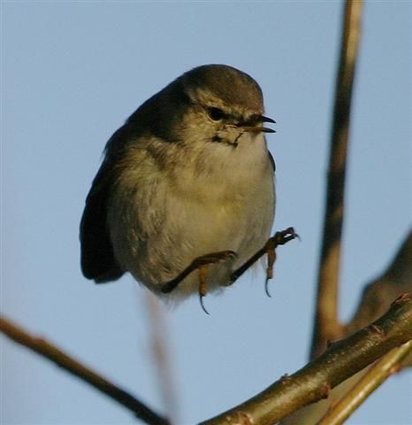 Listen Bird Listening to birds: what happens when we hear a bird? - BirdGuides