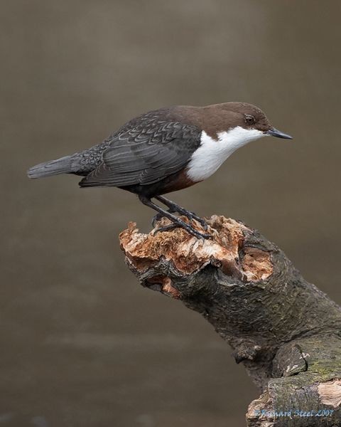 Review of the Week: 15th-21st March 2007 - BirdGuides