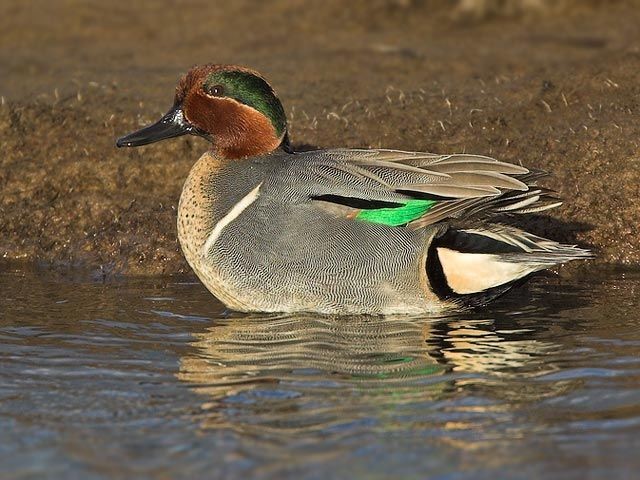 Focus On: Green-winged Teal - BirdGuides