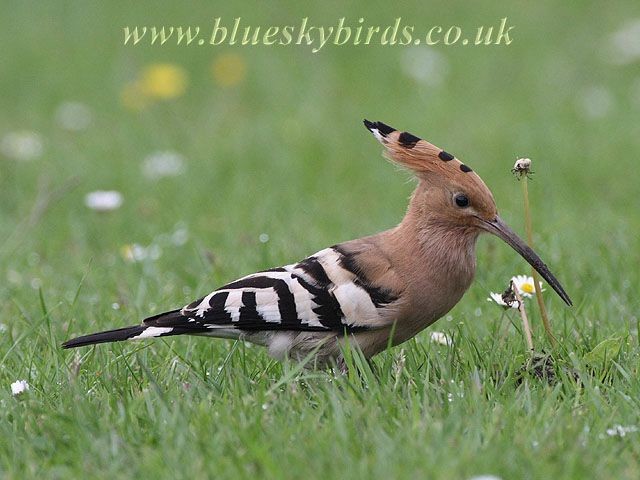 Brightly coloured birds most affected by Chernobyl radiation - BirdGuides Brightly coloured birds most affected by Chernobyl radiation - BirdGuides