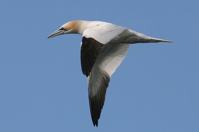 Focus On: Identification of Cape Gannet - BirdGuides