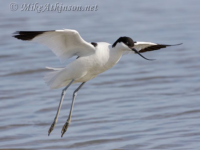 Bird Photography Tutorials: 7. Basic Field Techniques - BirdGuides