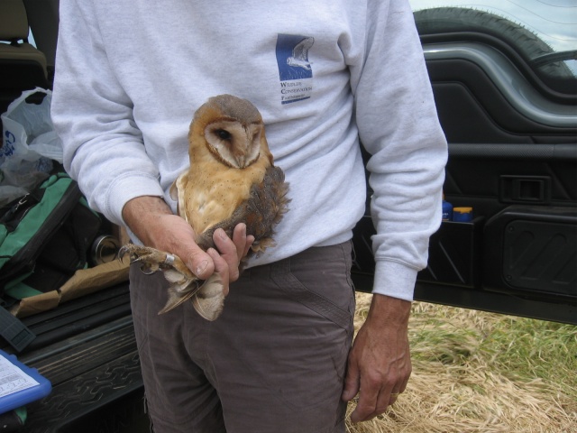 First Dark Breasted Barn Owl To Breed In Britain Birdguides