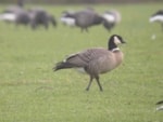 Articles A Brief Guide to Vagrant Canada Geese