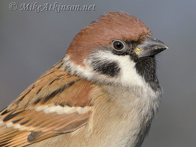 Bird Photography Tutorials: 7. Basic Field Techniques - BirdGuides