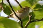 Articles Singing Pallas's Warbler in Cornwall