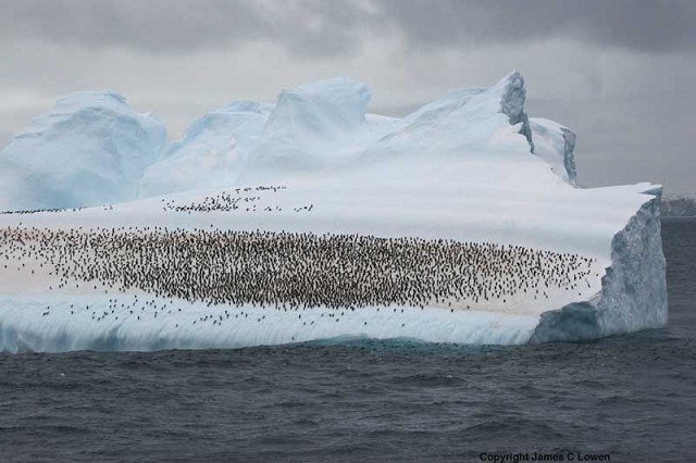 Wildlife of the Antarctic Peninsula, Drake Passage and Beagle Channel -  part 2 - BirdGuides