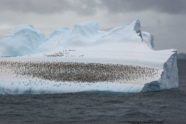 Wildlife of the Antarctic Peninsula, Drake Passage and Beagle Channel - part 2 - BirdGuides Wildlife of the Antarctic Peninsula, Drake Passage and Beagle Channel - part 2 - BirdGuides