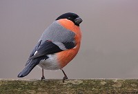 Are predators to blame for songbird declines? - BirdGuides