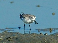 Bangladesh Spoon-billed Sandpiper diary Part 1