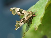 Moths of the season: mid-April to mid-May - BirdGuides