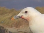 Articles The Criccieth Ivory Gull - a Personal Account